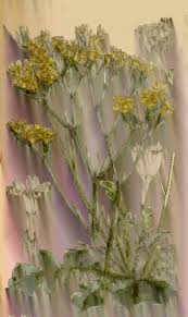 Image result for Dissotis lanata