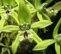 Image result for Fernandoa abbreviata