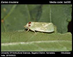 Image result for Habenaria insolita