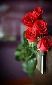 Pin Von Manoj Auf Rose Blumen Rosen Schone Rose Blumen