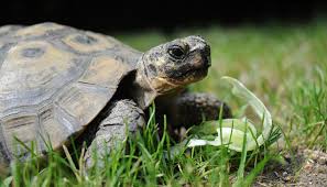 La tortue de floride n'a rien à faire dans nos eaux car elle supplante notre cistude il ne faut en aucun cas la relâcher le nombre de ces tortues qui finissent ainsi on parle des les tortues de floride, pourtant remplacé depuis les années 90 (interdiction totale de son exportation depuis 1990) par les. Detention De Tortue Attention A La Reglementation Fondation 30 Millions D Amis