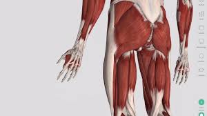 Bones in human body is the solid structure that helps in making the physical appearance of the body. Skeletal Muscles Complete Anatomy Youtube