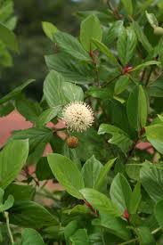 Image result for Mitragyna