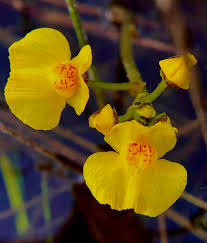 Image result for Utricularia sp.no.1