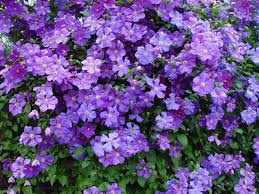 We did not find results for: Clematis Victoria Clematis Victoria Baumschule Horstmann