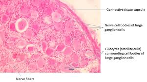 Ganglion cysts are usually harmless. Ganglia Morphology Of Nervous System