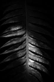 Abstract Black And White Macro Photography Abstract Black And White Fern Print Macro Photography Etsy Photography Prints Art Abstract Photography Prints Macro Photography