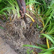 Check spelling or type a new query. How To Divide Agapanthus Sa Garden And Home
