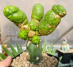 Image result for Cyphostemma adenocaule