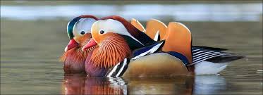 Read on about mandarin ducks regarded as the most illustrious feng shui love symbols. Mandarin Ducks Can Improve Your Love Life Truthstar