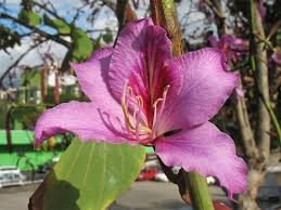 Questa orchidea felice è un colore giallo sunshiny che è sicuro di tirarti su! L Albero Delle Orchidee La Bauhinia Bellissima Piante Da Appartamento E Da Balcone