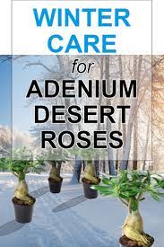 Winter Care Tips Adenium Desert Rose Plants Desert Rose Plant Desert Rose Care Adenium