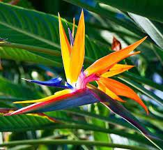 Pin On Exotic Flowers