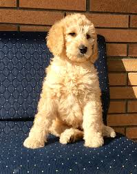 The standard doodle would be with a standard size poodle and the mini would be with a mini size poodle. Goldilocks Trained F1b Goldendoodle Puppy Man S Best Friend