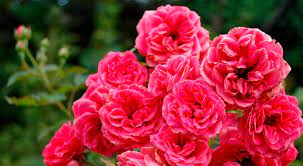 Garten und freizeit artikel bequem online kaufen im sonderpreis baumarkt onlineshop. Die Besten Rosen Fur Anfanger Pflegeleichte Und Robuste Gartenrosen