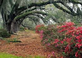 Northeast corner of old orangeburg & central. 59 Summerville Sc We May Be Buying A House Here Ideas Summerville South Carolina Azalea Park