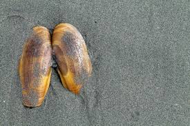 Image result for Amnesic Shellfish Poisoning