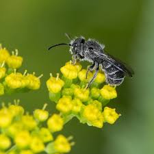 Image result for Hermbstaedtia