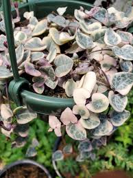 Image result for Ceropegia elongata