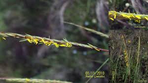 Image result for Trachypogon