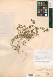 Image result for Trifolium purseglovei