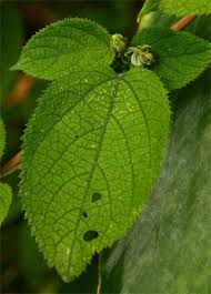 Image result for Tragia brevipes-benthamii-okanyu