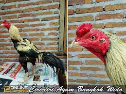Ciri Ciri Ayam Bangkok Wido Ayam Bangkok Jenis