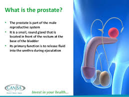 Doctors know that prostate cancer begins when cells in the. Cansa Men S Health Prostate Cancer 2014