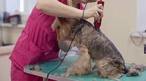 Comparar cerca de usted en para obtener los mejores precios. Como Iniciar Un Negocio De Estetica Canina Peluqueria Perros