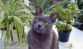 Cats as a whole are not allergic to lilies, but it is possible that an individual cat might be. 5 Trendy Houseplants That Are Toxic To Cats Lovely Greens