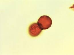 Image result for Vitex ferruginea