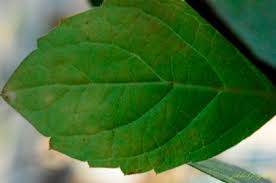 Image result for Rotheca luembensis