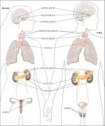 Invertebrates make up approximately 98% of life on earth and include many different types of organisms. Endocrine System Invertebrate Endocrine Systems Britannica