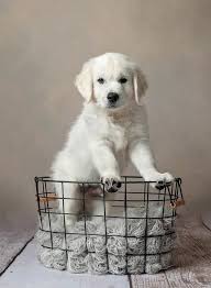Find your new family member today, and discover the puppyspot difference. English Cream Golden Retrievers Home Facebook