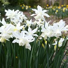 Bulbs And Couns Winter And Early Spring Interest Narcissus Thalia Is Far And Away Our Most Popular Bulb This Narcissus White Gardens Daffodils Planting