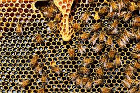 Bees will orient themselves so they can find their new hives, and if they orient themselves to the wrong part of your garden, they won't be able to find home. Beekeeping 101 Should You Raise Honey Bees Pros And Cons The Old Farmer S Almanac