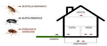 Blatte E Scarafaggi I 3 Insetticidi Top E 1 Metodo Risolutivo Fai Da Te