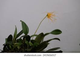Image result for Bulbophyllum fuscum