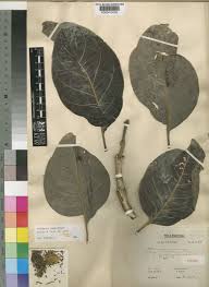 Image result for Multidentia crassa