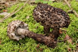 Image result for Strobilomyces strobilaceus