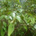 Image result for Pterocarpus lucens