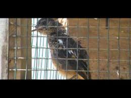 Suaradecu,#kacermini,#decu_gacor, video suara burung decu,sangat ampuh untuk memancing burung berikut video terapi/pancingan untuk burung decu wulung atau biasa disebut kacer mini. Burung Decu Jantan Dan Betina Kacer Mini By Astina Kepakisan