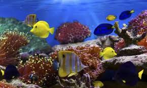 Use the map to find hotels in the red sea neighborhood you prefer; The 10 Best Resorts In Red Sea Governorate Egypt Booking Com