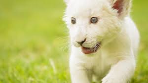 28 lion 4k wallpapers and background images. White Lion Cub Wallpaper Cute Wallpaper Better