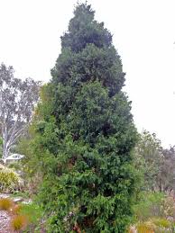 Image result for Libocedrus plumosa