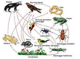 Ada Berapa Rantai Makanan Pada Jaring Jaring Makanan Pada Gambar Sebutkan Contoh Brainly Co Id
