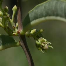 Image result for Raphionacme lanceolata