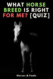 Wondering Which Horse Breed Is Best For You Answer The Following 10 Questions In Our New Quiz And Find Out Horse Quizzes Horse Breeds Breeds