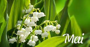 Voici le mois de mai (bis) où les fleurs volent au vent (bis) où les fleurs volent au vent si jolie mignonne où les fleurs volent au vent si mignonnement. Que Faire Dans Son Jardin Au Mois De Mai Estragon Be