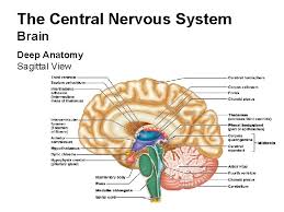 Maybe you would like to learn more about one of these? Nervous System The Central Nervous System The Central